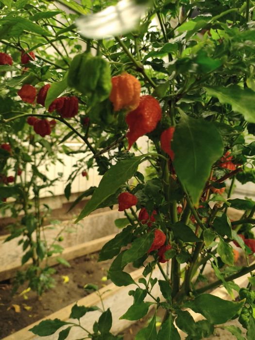 Продам самый острый перец Каролина рипер