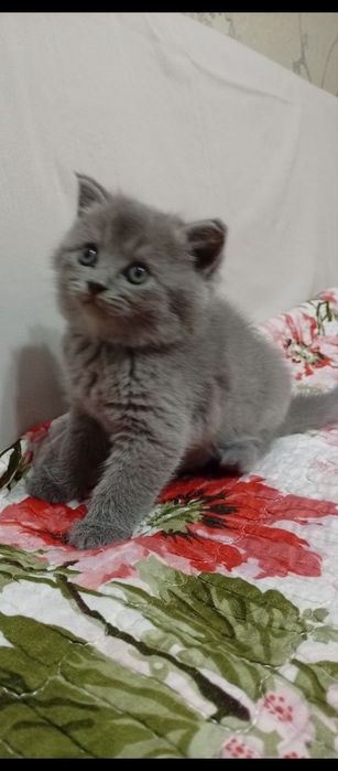 Скотиш фолд мальчик