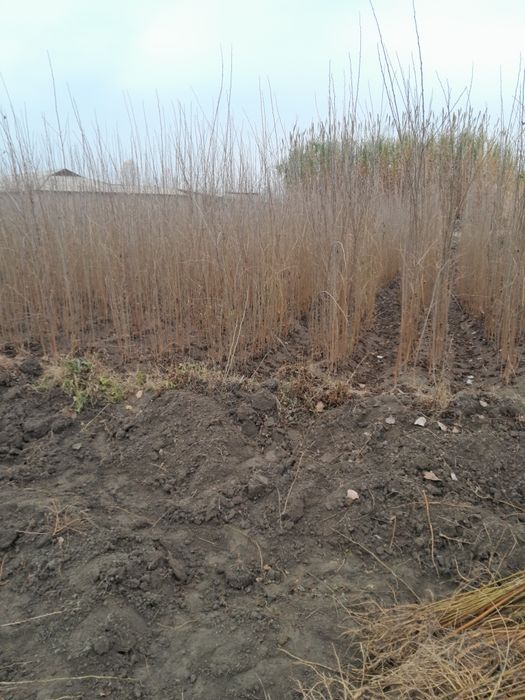 Tut ko'chati va tut urug'i tez arzon sotiladi