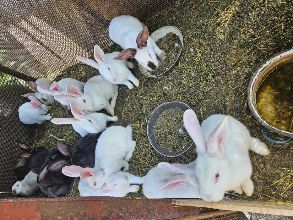 Vând iepurași 60-120 lei/buc, Pestisu Mare, Hunedoara