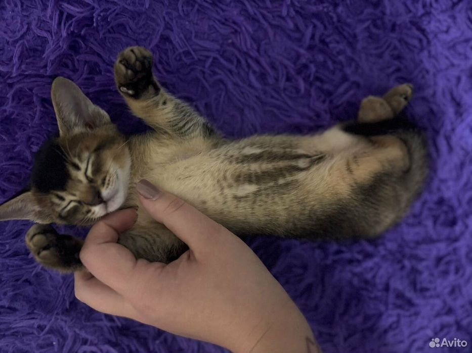 Абесинские котята бронь