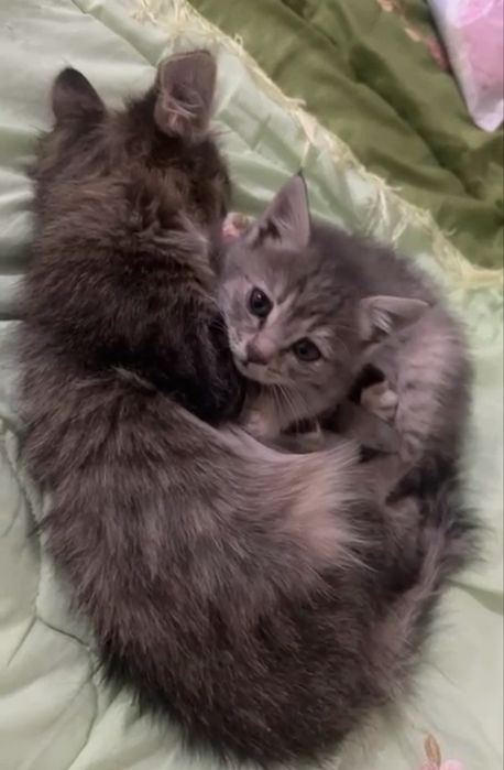 Отдам котёнка в добрые руки