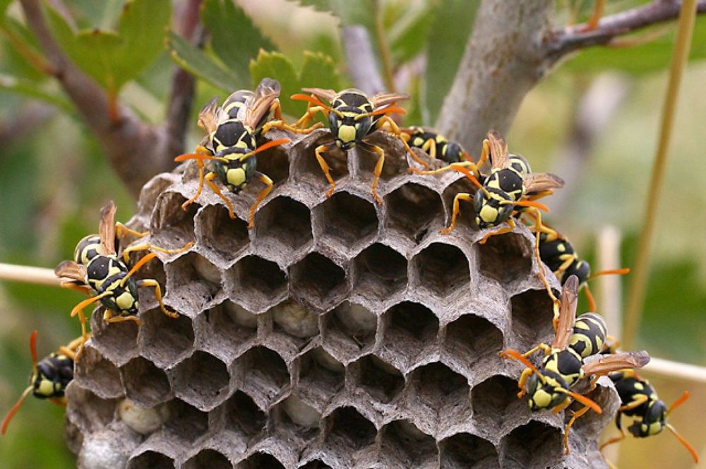 Осы) осиное гнездо лечебные