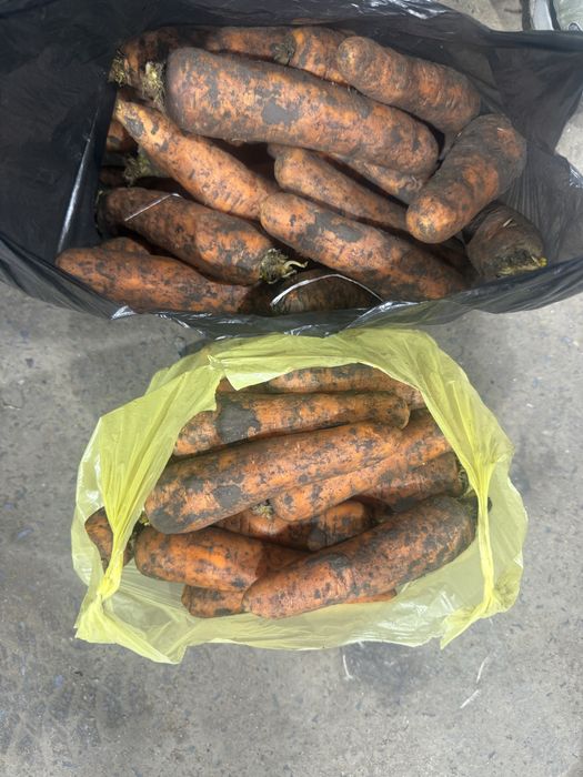 Морковь сорт Боливар