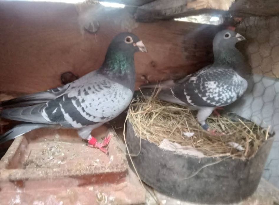 De vanzare porumbei voiajor