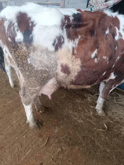 Карова с теленком.