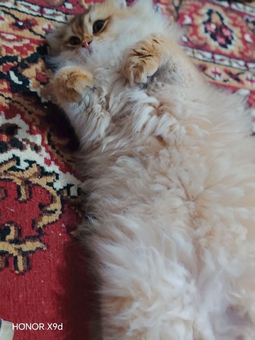 Золотой хайленд шиншилла ny11 Опитни вязка жентелмен коть