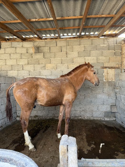 Жабағы тай сатылады