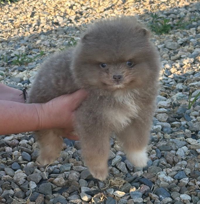 Померан мъжко и женско