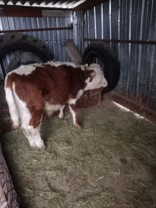 Продам бычков пососы