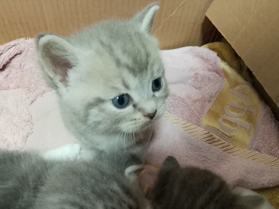 Продаются очаровательные котята