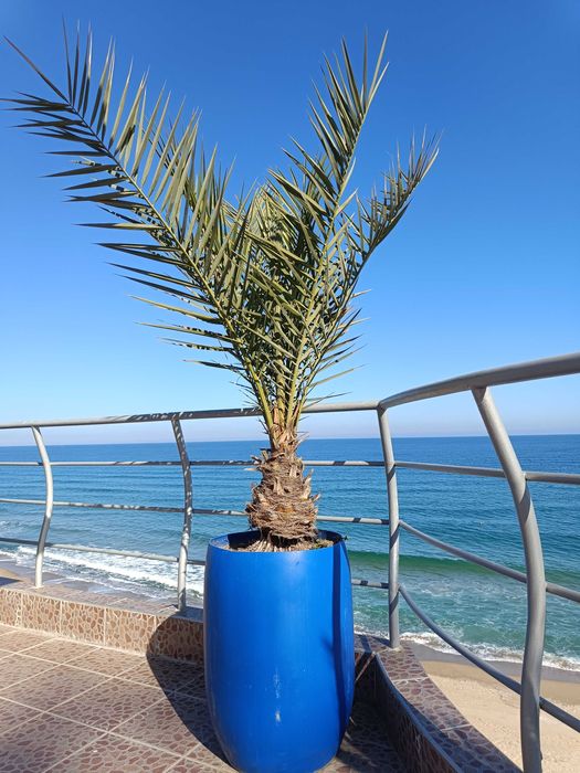 10 броя финикови палми