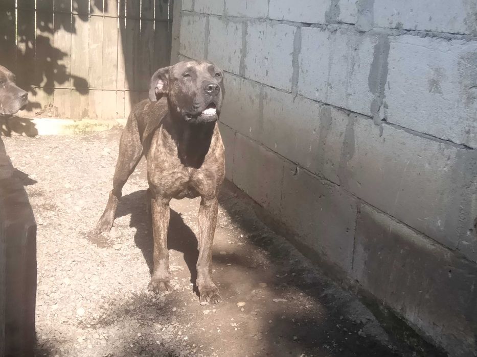 Vând femelă adultă Presa Canario pedigree Giurgiu tigrată Dogo