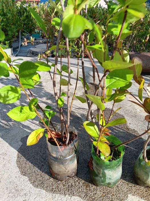 Арония фиданки , разсад