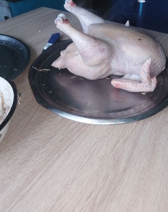 Цыплята бройлеры Росс 308