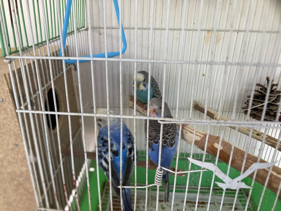 Papugay rabochchi para