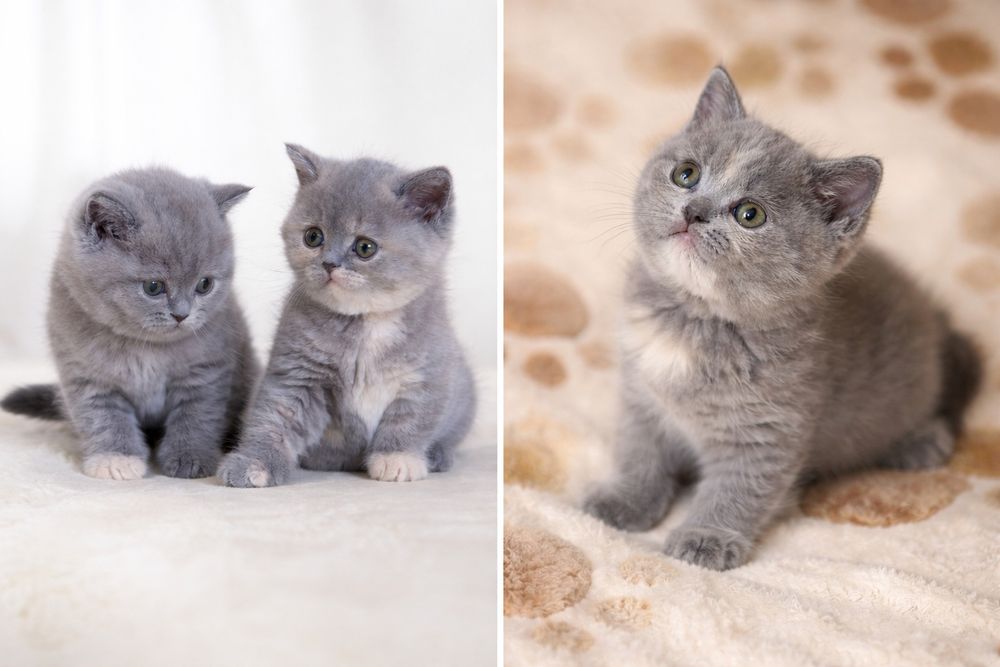 Продаются котята скоттиш страйт