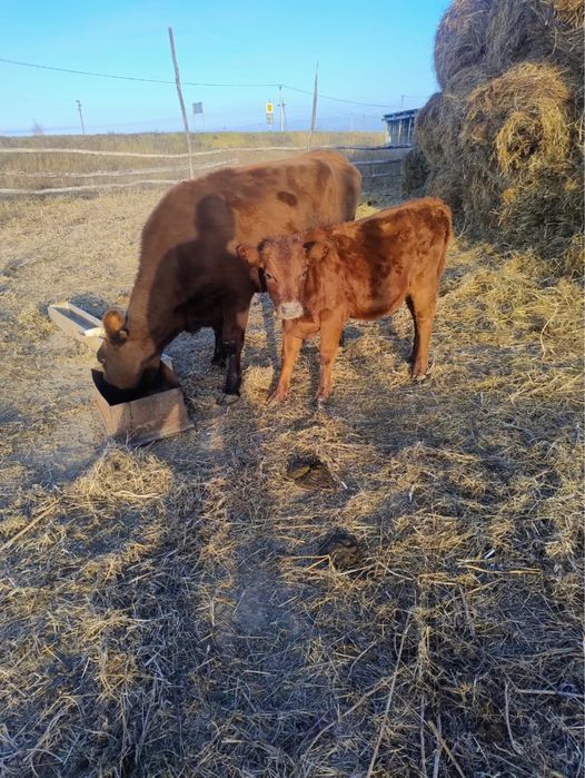 Продам корова с теленкам подсос