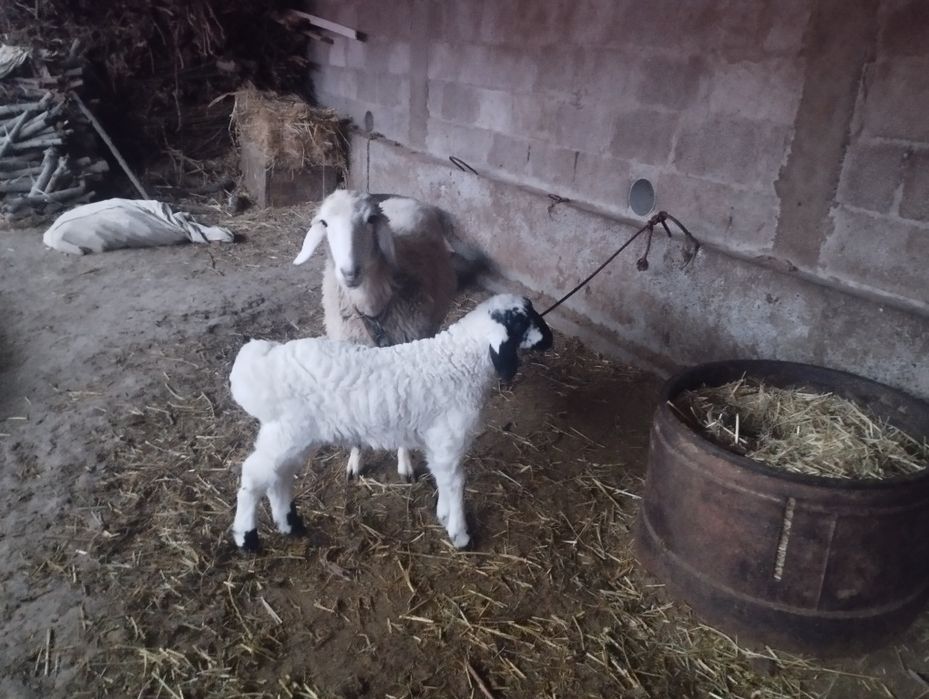 Qora quloq zotli qôylar sotiladi