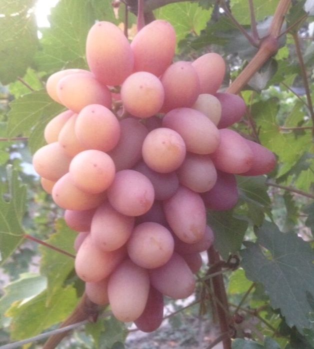 Саженцы винограда