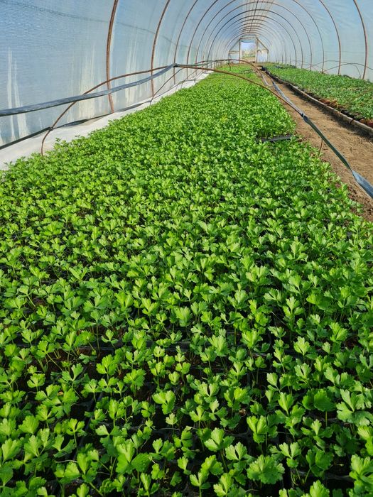 Rasaduri de Rosii de vanzare