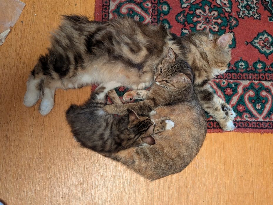 Котенок -рысенок. Курильский бобтейл. Аа