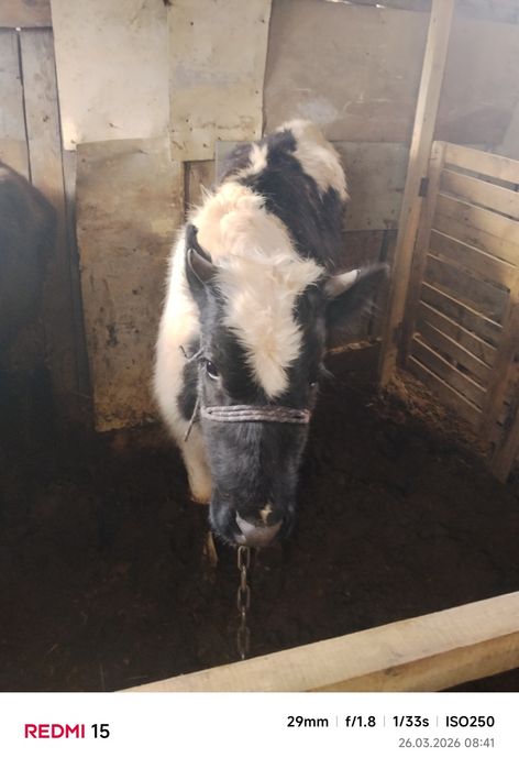 Продам бычков и телочку