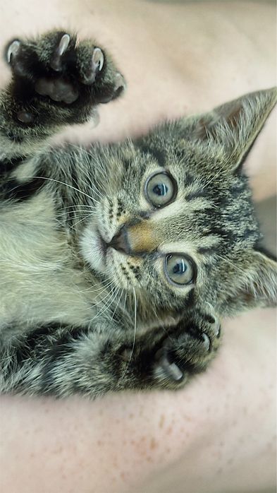 Котенок ищет дом