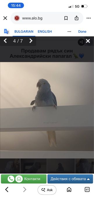 Продавам рядък син Александрийски папагал
