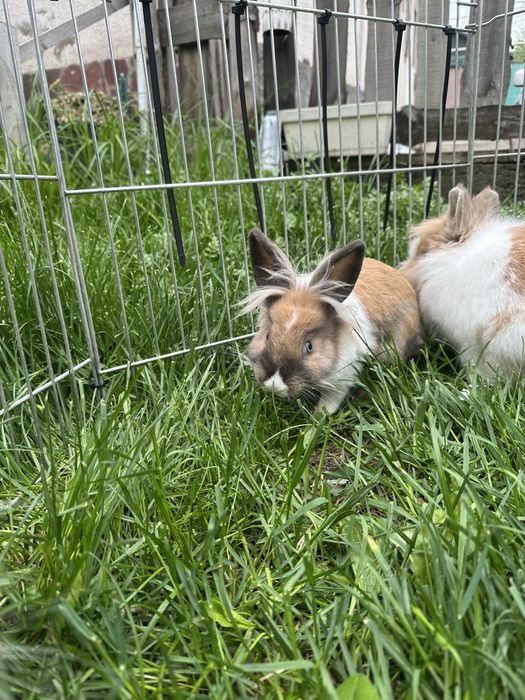 Крольчата львиная голова