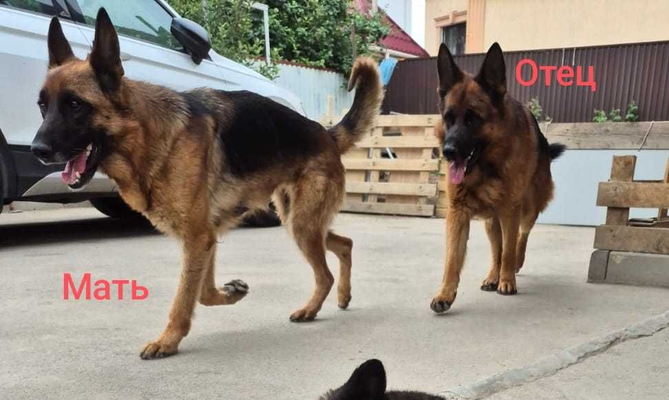 Щенки овчарки продается