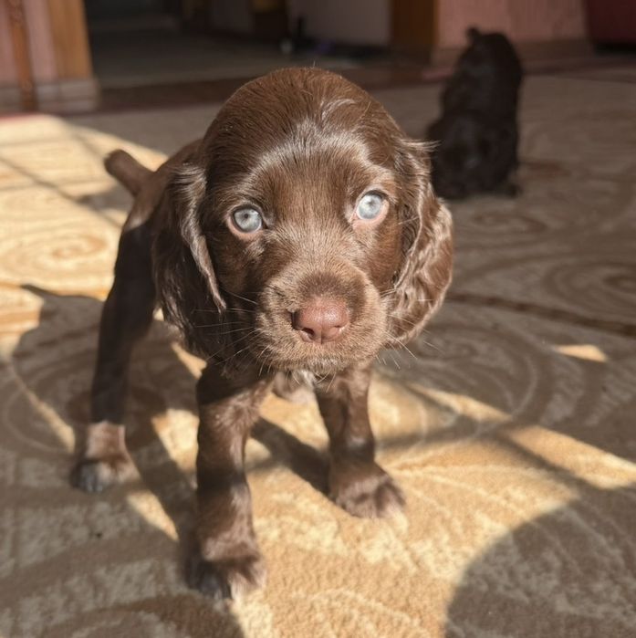 Продам щенков спаниеля