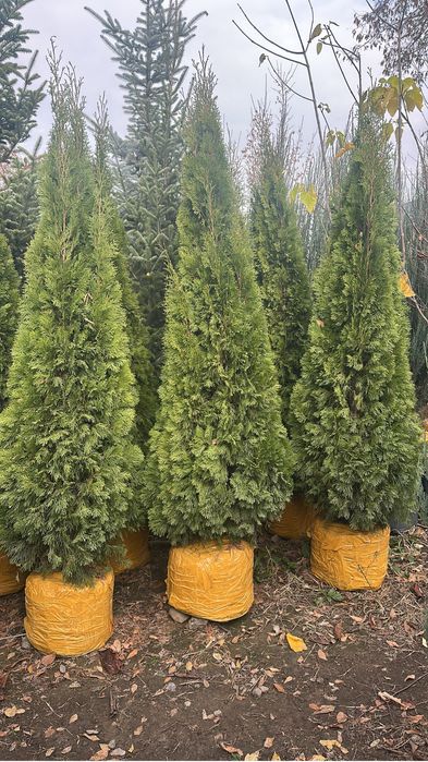 Ель сосна туя кустарник цветы плодовый