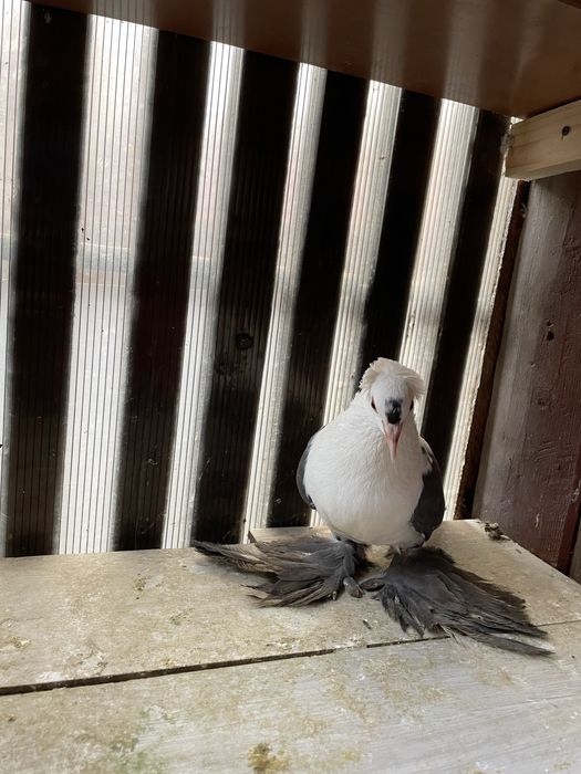 Randunele de saxonia