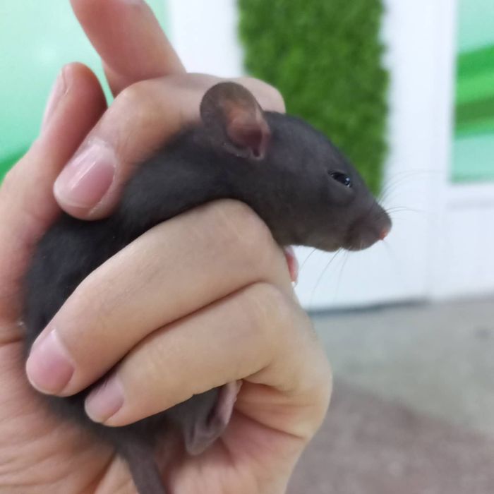 Крыски дамбо декоративные