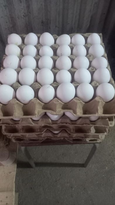 Продаю кур несушек
