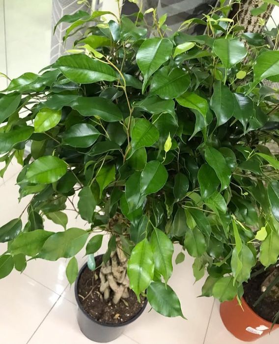 Фикус декоративный продам