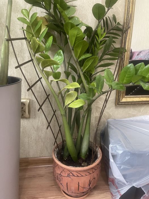 Комнатные цветы для души