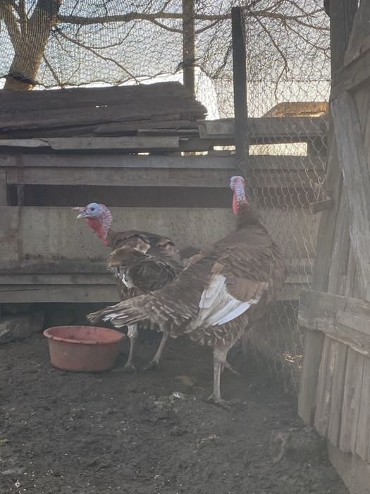 vand curcani frumosi si mari