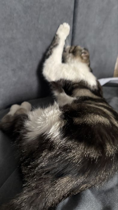 Вислоухая кошечка ищет дом