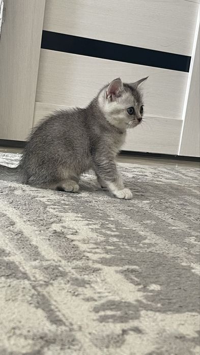 Котенок 7 апта!!