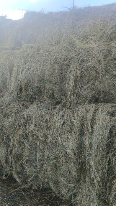 Продам сено.           .