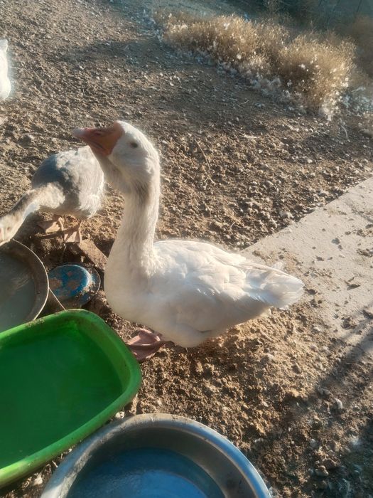 Продаеться Холмагор помесь гуси