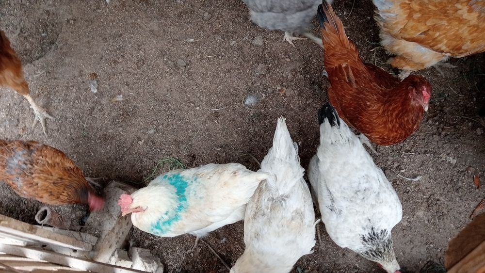 Тауықтар сатылады