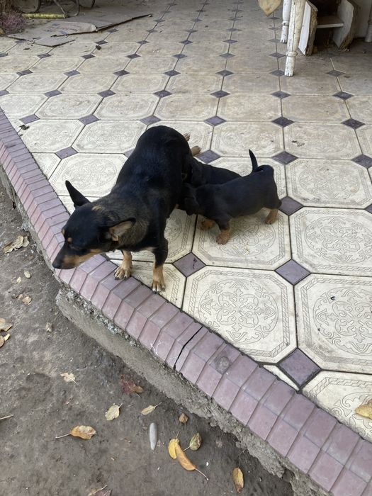 Щенки  званок , күшік ит