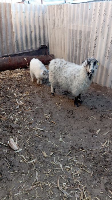 Коза и Козлёнок пацан