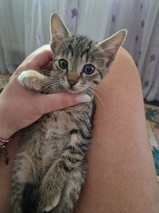 ADOPȚIEE – 2 femele+1mascul