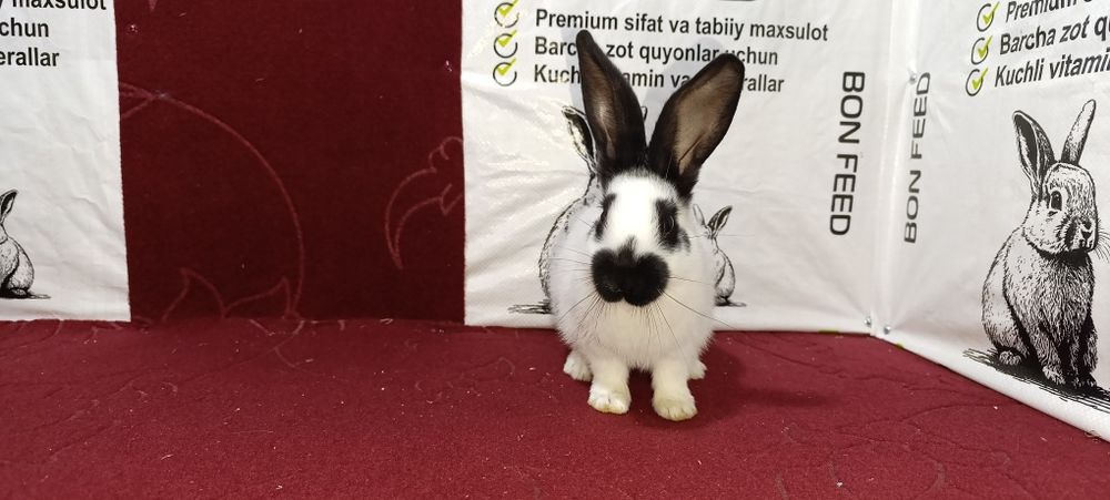 Sifatli va toza zotli quyonlar arzon narxlarda sotuvda!