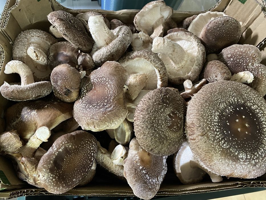 Ciuperci shiitake