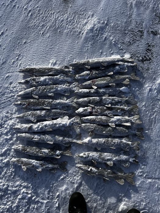 продам рыбу шуку